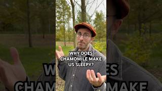 Why does chamomile make us sleepy Plant history with Arthur Melon [upl. by Cchaddie916]