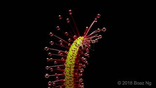 Drosera capensis Time Lapse [upl. by Aissatsana]