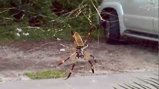 Nephila clavipes the banana spider [upl. by Kenon]