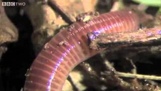 The Amazing World Of Earthworms In The UK  Springwatch  BBC Two [upl. by Nnyletak]