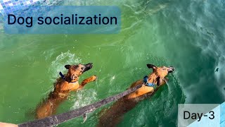 Dog socialization Two 5 months puppy’s Belgian Shepherd Day3dog dogstraning pets doglover [upl. by Eindys123]