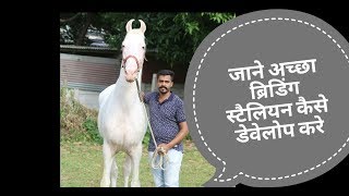 How to develop a good breeding stallion and what is stallion  by jatin patel  Culture Of Horse [upl. by Nonnahs]