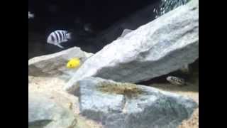 150 gallon Tanganyika Cichlid community tank 2 MONTHS [upl. by Marsland]