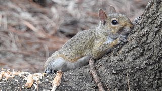 Squirrel eating a pine cone [upl. by Alleras342]