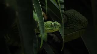 African green bush viper🐍🫣  shorts viral snake [upl. by Hansiain]