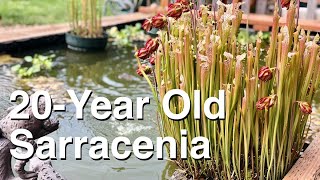 20Year Old Sarracenia Rock Garden [upl. by Steck557]