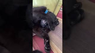 Do not disturb ❌😴 cat funny sleepy hadesxpandora car cute viral blackcat pets tiktok [upl. by Pierson]