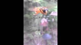 Video of hoverfly flying and making hoverfly buzzing sound  noise [upl. by Ann-Marie156]