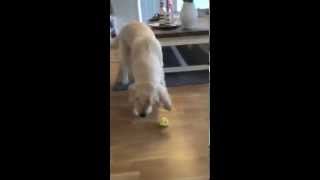 Golden retriever tasting lemon [upl. by Noseaj]