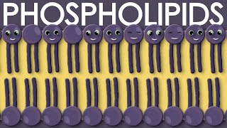 Phospholipids types structure and function [upl. by Pollitt]