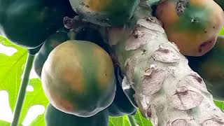 gardeningtips sigarilyas patola papaya grapes brazilianhybridgrapes [upl. by Elodie]