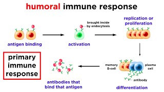 The Immune System Innate Defenses and Adaptive Defenses [upl. by Idnis]