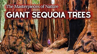 The Ancient Story of Giant Sequoia Trees  The Worlds Largest Trees  Natural Wonders 4 [upl. by Nylle]