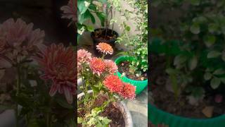 Beauty of nature 💐🌺 winter flowers garden overview 😍gardeningflowers viralvideo [upl. by Ojillib]