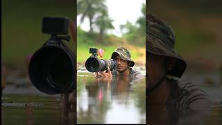 Wildlife Photography shorts india nikon birdphotography nature motivation photographer [upl. by Esil698]