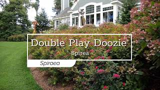 30 Seconds with Double Play Doozie® Spirea [upl. by Wyler]