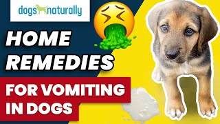 Home Remedies For Vomiting In Dogs [upl. by Eben959]