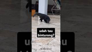 ini adalah binturong [upl. by Ilrebma]