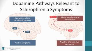 Psychopharmacology Antipsychotics amp The Dopamine Hypothesis [upl. by Kinnon371]