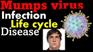 Mumps virus  pathogenesis symptoms and treatment [upl. by Ainirtak193]