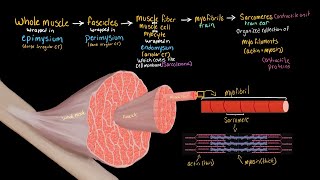 Structural Organization of Skeletal Muscle [upl. by Llejk]