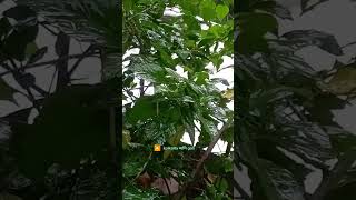 🌧rainy dayafter Dana cyclone musicshortsvideo shortsviral [upl. by Scarface]