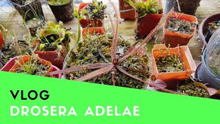 Vlog Drosera Adelae [upl. by Apur]