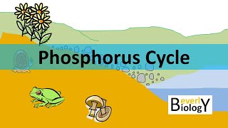 Phosphorus Cycle updated [upl. by Irb]