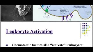 Pathology of Inflammation Acute Inflammation callular Events [upl. by Blackmore]