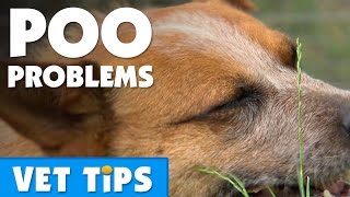 How To Help Your Dog Overcome Constipation  Bondi Vet [upl. by Fantasia]