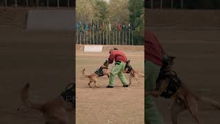 NSG K9s in Action at AIPCC 2023  Belgian Malinois [upl. by Goldfinch]