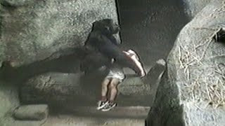 Brookfield Zoo gorilla rescues little boy who fell into the ape pit At Zoo [upl. by Noreen868]