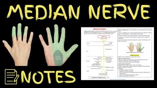 Median Nerve Anatomy  For Notes Check Description Box 👇 anatomydecoded [upl. by Rainer499]