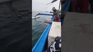 musim ikan mernying [upl. by Netsirt]