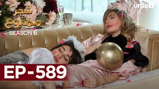 ShajareMamnu  Episode 589  Turkish Drama Forbidden Fruit  Urdu Dubbing18 September 2023 [upl. by Quintie]