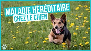 Les Maladies Génétiques Héréditaires des chiens [upl. by Kcirdnekal254]