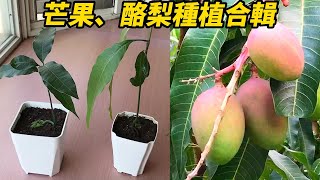 芒果、酪梨種植合輯  Mango and avocado planting collection [upl. by Iccir]