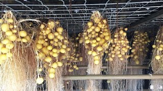 Aeroponics Potato Farming  Potato Chip Process Factory  Modern Potato Agriculture Technology [upl. by Assela756]