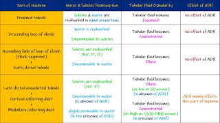 Water reabsorption along different parts of Nephron Chapter 29 part 1 Guyton and Hall Physiology [upl. by Toomay391]