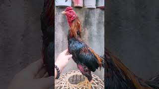 Rooster Collection roostercollection ayam roosterandhen chickenfarm [upl. by Benkley]