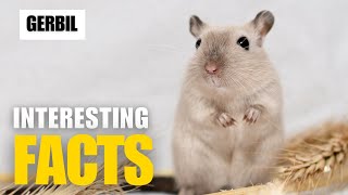 What Are the Most Interesting Facts About Gerbil Interesting Facts  The Beast World [upl. by Lasala]