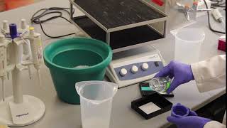 How To Western Blot [upl. by Ailicec]