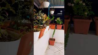 quotBalcony Garden ideasquotTerrace balcony gardenbalconygarden shorts ideas [upl. by Anavrin551]