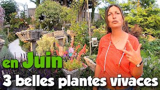 Les 3 belles plantes vivaces de juin ou plutôt 5 [upl. by Ogaitnas]