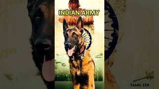 சுத்தமான தியாகம் Tribute to Indain service Dog Panthom tamil shortsfeed autobotz TamilEEK [upl. by Agnizn]