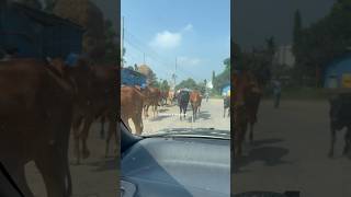 Deshi cows Deshi Goru in Bangladesh ytshorts shortsviral youtubeshort tending animals goru [upl. by Yennek810]