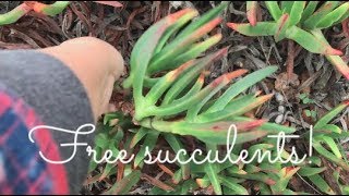 Free Succulents In Monterey In the Wild [upl. by Scurlock646]