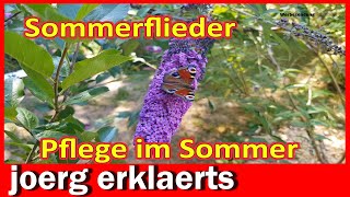 Schmetterlingsflieder im Sommer pflegen Sommerflieder ausputzen DIY Tutorial [upl. by Nedap]