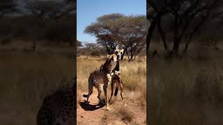 Giraffe Vs cheetah in forest side part 6  Best funny vadio 💥😲 [upl. by Ydarb]