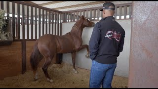 Hanging with Matt  Untouched Yearlings amp Preparing for the Biggest Reining Show of 2023 [upl. by Anirda840]